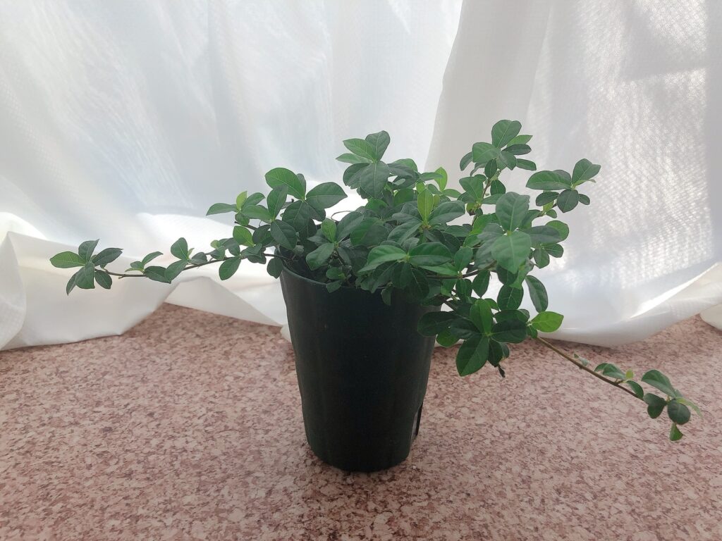 観葉植物に癒される ゆきんこブログ